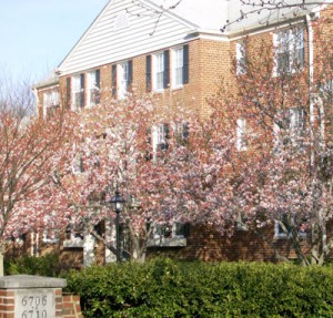 cherry blossoms & condo facade
