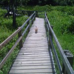 Foxy on boardwalk