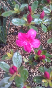 Azalea blossom