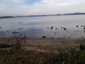 The Potomac River is home to birds