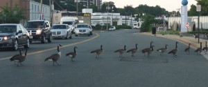 Geese blocking traffic in Alexandria