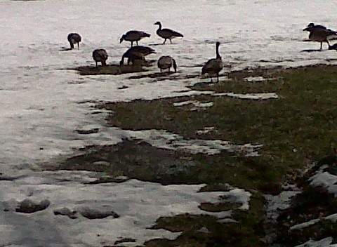 geese at River Towers