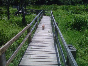 Foxy on boardwalk