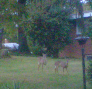 Deer in Belle Haven Estates