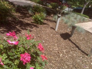 mulch and flower