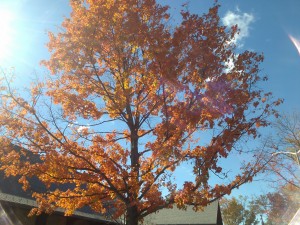 Fall in Northern Virginia
