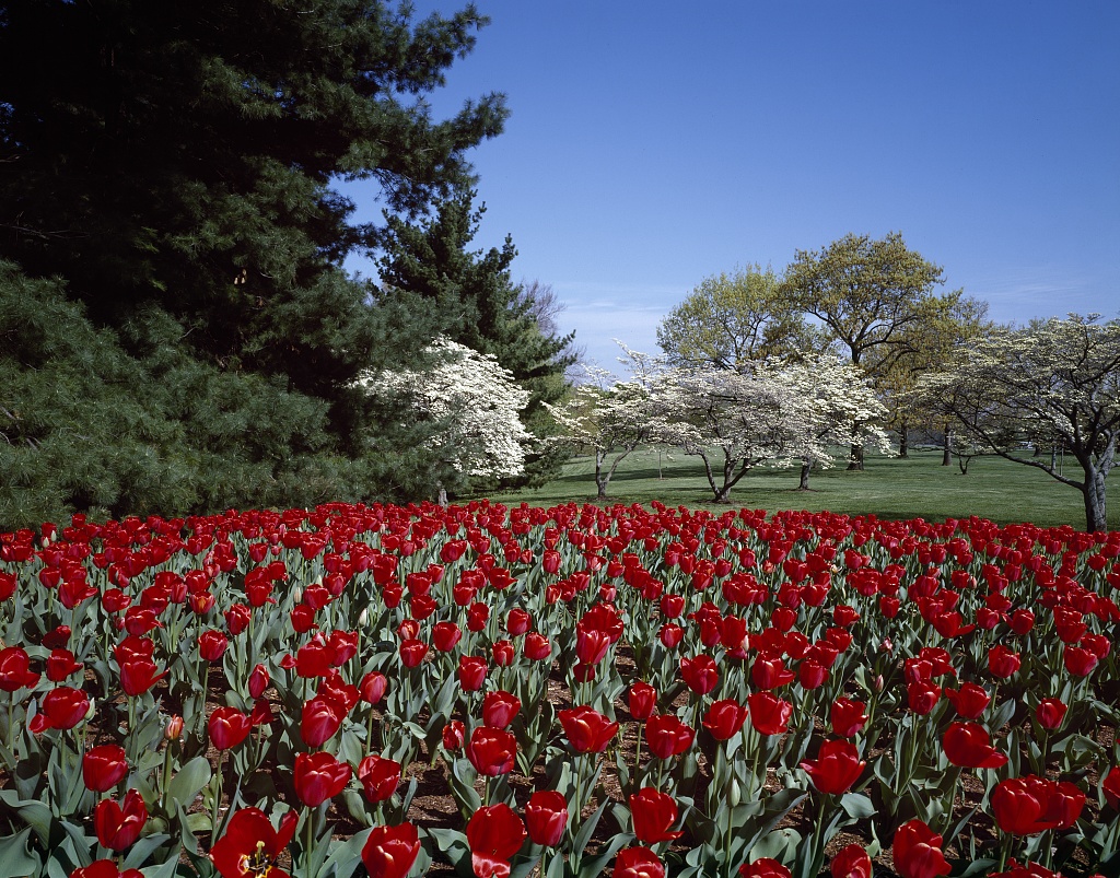 1980...Spring tulips and dogwoods on the George Washington Memorial Parkway,