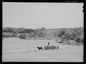 Farmers taking in rye after it had been cut near Vienna, Virginia 1941